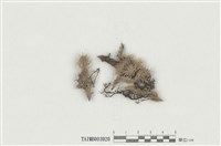 藏品(疣葉白髮苔)的圖片